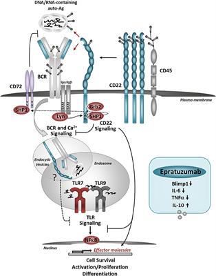 Frontiers | CD22: A Regulator Of Innate And Adaptive B Cell Responses ...